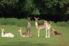 Familie Damhirsch