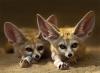 Fenneks