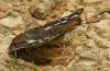 Grosser Schillerfalter