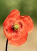 Klatschmohn