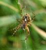 Radnetzspinne