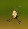 Eichblatt-Radnetzspinne