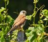 Rheiny`s Turmfalke